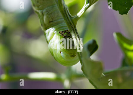 Tomaten-Hornworm auf Tomatenpflanze Stockfoto