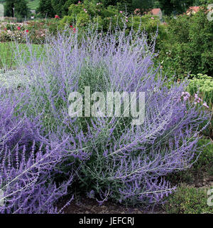 Perovskia Atriplicifolia Blue Spire, Perovskia Atriplicifolia 'Blue Spire' Stockfoto