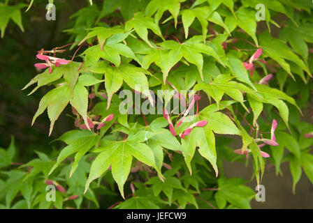 Japanische professionelle Ahorn, Acer Palmatum Osakazuki, Japanischer Faecherahorn (Acer Palmatum 'Osakazuki') Stockfoto