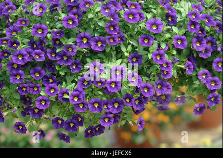 Magisches Glöckchen Calibrachoa CELEBRATION samt blau, Zaubergloeckchen (Calibrachoa CELEBRATION "Blue Velvet") Stockfoto