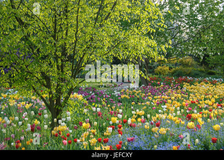 Bett in der Hermann-Gericht nach Hause, Kentucky-gelb Holz, Cladrastis Kentukea, Tulpe, Tulpen Tulipa, Tulpenbeet Im Hermannshof von Weinheim Stockfoto