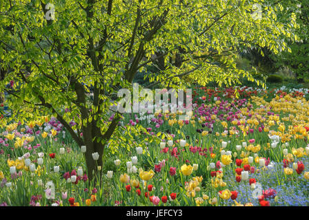 Bett in der Hermann-Gericht nach Hause, Kentucky-gelb Holz, Cladrastis Kentukea, Tulpe, Tulpen Tulipa, Tulpenbeet Im Hermannshof von Weinheim Stockfoto