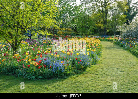 Bett in der Hermann-Gericht nach Hause, Kentucky-gelb Holz, Cladrastis Kentukea, Tulpe, Tulpen Tulipa, Tulpenbeet Im Hermannshof von Weinheim Stockfoto