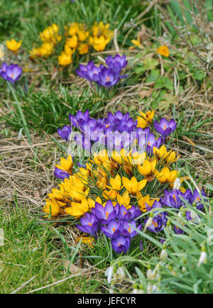 Frühling Krokus, Crocus Hybr., Fruehlingskrokus Stockfoto