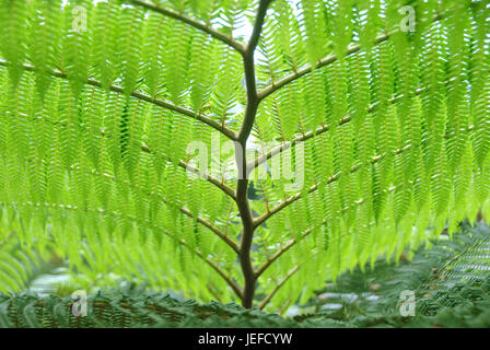 Schuppen Sie Baumfarn, Cyathea Cooperi, Schuppen-Baumfarn (Cyathea Cooperi) Stockfoto