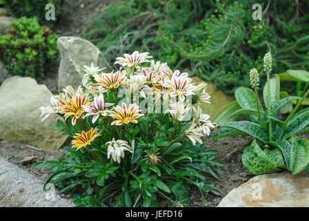 Mittag Gold, Gazanien Rigens Fleming BIG KISS weiß, Mittagsgold (Gazanien Rigens dicken Kuss "White Flame") Stockfoto