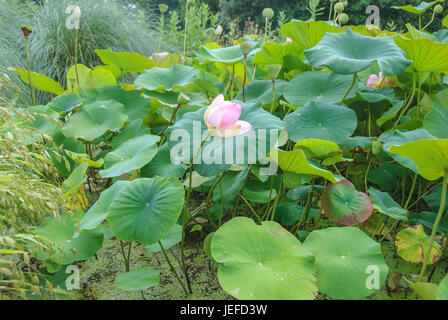 Indischer Lotus, Nelumbo Nucifera Indische Lotosblume (Nelumbo Nucifera) Stockfoto