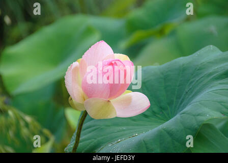 Indischer Lotus, Nelumbo Nucifera Indische Lotosblume (Nelumbo Nucifera) Stockfoto