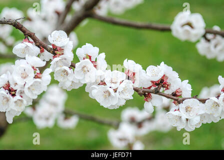 Aprikose, Prunus Armeniaca GOLDRICH?? , Aprikose (Prunus Armeniaca GOLDRICHÆ) Stockfoto