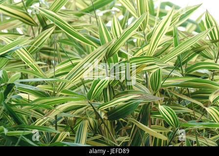 Japan-falsch Zwerg Bambus, Pseudosasa Japonica Akebonosuji, Japan-Scheinzwergbambus (Pseudosasa Japonica 'Akebonosuji') Stockfoto