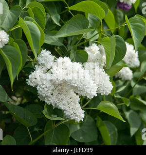 Edle Flieder, Syringa Vulgaris Mme Lemoine, Edel-Flieder (Syringa Vulgaris 'Mme Lemoine') Stockfoto