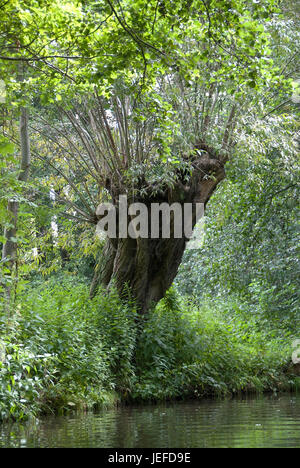 Zugeschnittene Weide, Silber-Weide, Salix Alba, Kopfweide, Silberweide (Salix Alba) Stockfoto