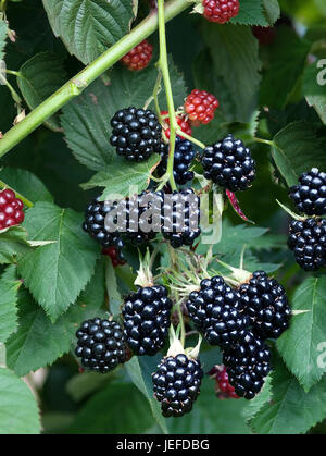 BlackBerry ohne Stachel, Rubus Fruticosus Chester Thornless Stockfoto