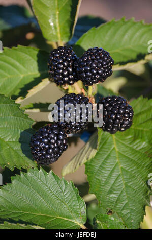 BlackBerry ohne Stachel, Rubus Fruticosus Chester Thornless, Stachellose Brombeere (Rubus Fruticosus "Chester Thornless") Stockfoto