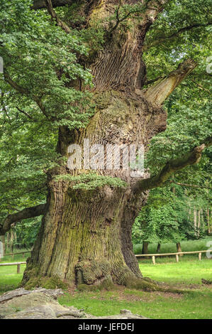 Der Ivenacker Eichen, Griff Eiche, Quercus Robur, Ivenacker Eichen, Stiel-Eiche (Quercus Robur) Stockfoto