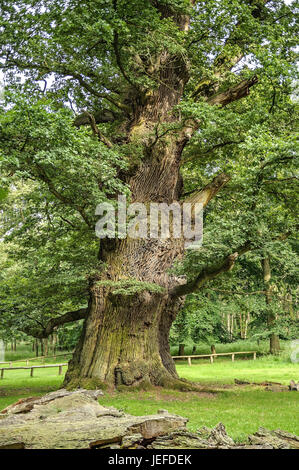 Der Ivenacker Eichen, Griff Eiche, Quercus Robur, Ivenacker Eichen, Stiel-Eiche (Quercus Robur) Stockfoto