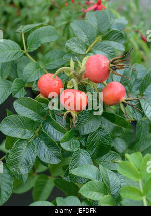 Kartoffel Rose, Rose Rugosa, Kartoffel-Rose (Rosa Rugosa) Stockfoto