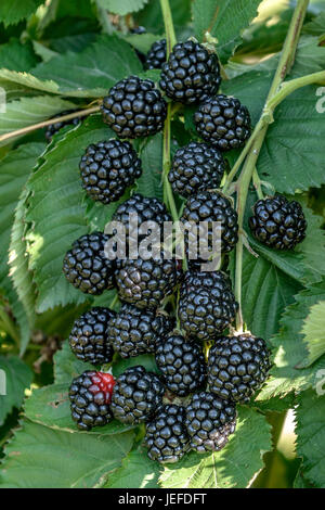 BlackBerry ohne Stachel, Rubus Fruticosus Asterina, Stachellose Brombeere (Rubus Fruticosus 'Asterina') Stockfoto