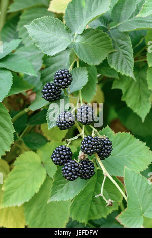 BlackBerry ohne Stachel, Rubus Fruticosus Chester Thornless, Stachellose Brombeere (Rubus Fruticosus "Chester Thornless") Stockfoto