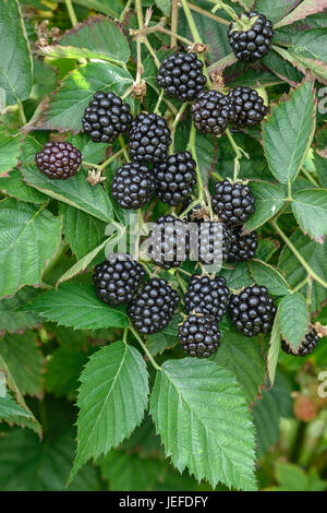 BlackBerry ohne Stachel, Rubus Fruticosus Loch Ness NESSY, Stachellose Brombeere (Rubus Fruticosus 'Loch Ness' NESSY) Stockfoto