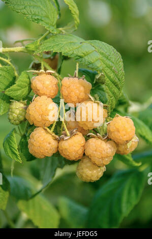 Himbeere, Rubus Idaeus Fall Gold, Himbeere (Rubus Idaeus 'Fallgold') Stockfoto