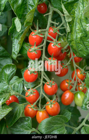 Cherry Tomaten, Solanum Lycopersicum Dasher, Cherry-Tomate (Solanum Lycopersicum 'Dasher') Stockfoto