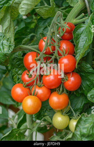 Cherry Tomaten, Solanum Lycopersicum Picolino, Cocktail-Tomate (Solanum Lycopersicum 'Picolino') Stockfoto