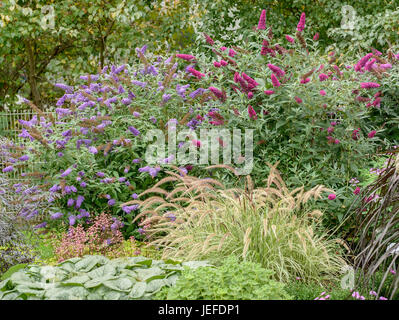 Zwerg-Sommer-Flieder, Buddleja BUZZ? SAMT, Zwerg-Sommer lila Buddleja BUZZ? BLAU, Zwerg-Sommerflieder (Buddleja BUZZ® samt), Zwerg-Sommerflie Stockfoto