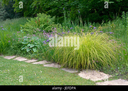 Steife Segge, Carex Elata Aurea, Steife Segge (Carex Elata 'Aurea') Stockfoto