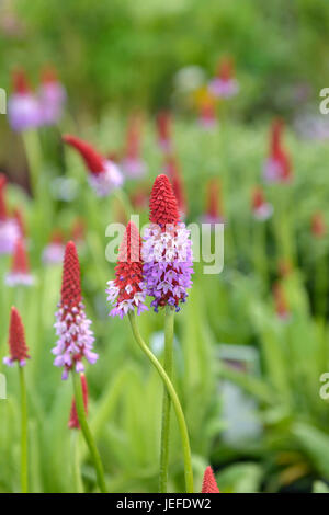 Orchideen Primel, Primula Vialii Orchideen-Primel (Primula Vialii) Stockfoto