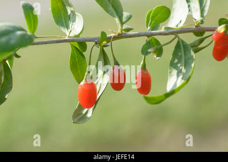 Goji-Beere, Lycium Barbarum TURGIDUS, Goji-Bier (Lycium Barbarum TURGIDUS) Stockfoto