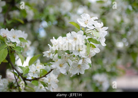 Zier-Apfel, Malus auf Everest PERPETU, Zier-Apfel (Malus 'Evereste' PERPETU) Stockfoto