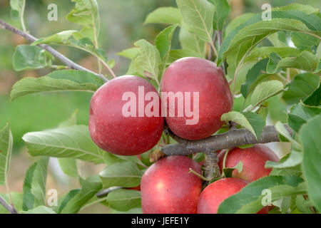 Apfel, Malus Domestica Elstar van der Grift, Apfel (Malus Domestica 'Elstar van der Grift') Stockfoto