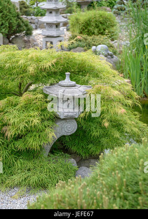 Japanischer Garten, grüner Schlitz Ahorn, Acer Palmatum Dissectum, Gartenlandschaft Garten, Grüner Schlitz-Ahorn (Acer Palmatum 'Dissectum') Stockfoto