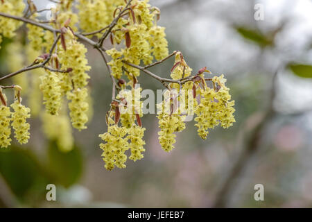 Falsche Hasel, Corylopsis Sinensis Jumping lila, Scheinhasel (Corylopsis Sinensis 'Purple Spring') Stockfoto