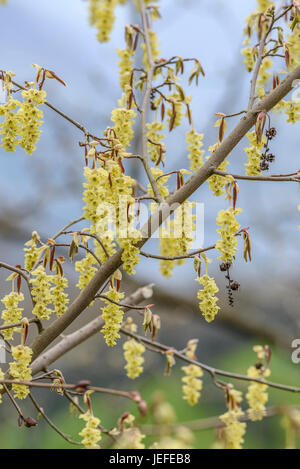 Falsche Hasel, Corylopsis Sinensis Jumping lila, Scheinhasel (Corylopsis Sinensis 'Purple Spring') Stockfoto