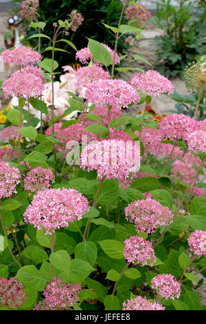 Rosa Schneeball Hortensie, Hydrangea Arborescens INVINCIBELLE, Rosa Schneeball-Hortensie (Hydrangea Arborescens INVINCIBELLE) Stockfoto