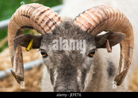 Ovis aries. Boreray Schafe auf der Ausstellung in einer landwirtschaftlichen Show. VEREINIGTES KÖNIGREICH Stockfoto