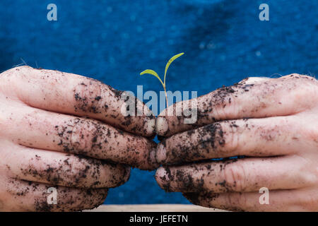 Gärtner Hände halten ein Gemüse säen in seinen Händen. Nahaufnahme Makro. UK Stockfoto