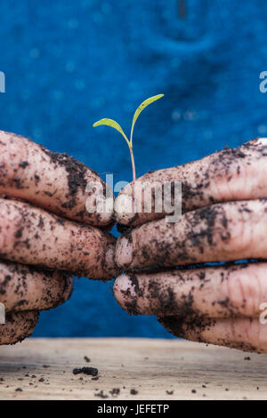 Gärtner Hände halten ein Gemüse säen in seinen Händen. Nahaufnahme Makro. UK Stockfoto