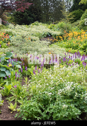 Primula Beesiana. Kandelaber Primel. Kandelaber Primula Harlow Carr Hybrid Blumen und Primula Vialii an RHS Harlow Carr Harrogate, England Stockfoto