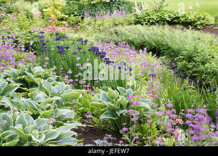 Primula Beesiana. Kandelaber Primel. Kandelaber Primula, Harlow Carr Hybrid Blumen und Iris an der RHS Harlow Carr Harrogate, England Stockfoto