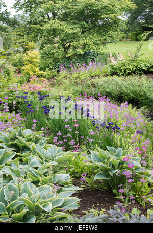 Primula Beesiana. Kandelaber Primel. Kandelaber Primula, Harlow Carr Hybrid Blumen und Iris an der RHS Harlow Carr Harrogate, England Stockfoto