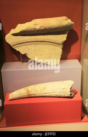 Ggantija Tempel visitor center Anzeige Museum, Gozo, Malta Vieh horn Steinkrug shard Anzeige Stockfoto