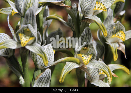 Porzellan oder Mosaik Orchidee, Chloraea fehlt, Carretera Austral, Patagonien Chile Stockfoto