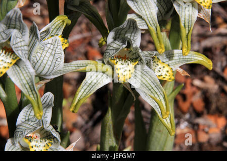 Porzellan oder Mosaik Orchidee, Chloraea fehlt, Carretera Austral, Patagonien Chile Stockfoto