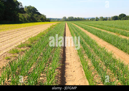 Grüne Linien der Zwiebel Anbau in sandiger Erde, Sutton, Suffolk, England, UK Stockfoto