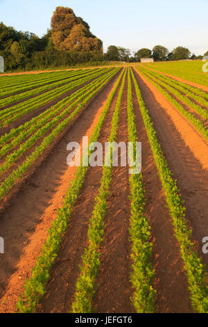 Grüne Linien der Karotte Erntegut in sandiger Erde, Shottisham, Suffolk, England, UK wachsende Stockfoto