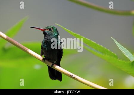 Kolibri Canivet Smaragd, Chlorostilbon Canivetii, auf einem Ast, Nicaragua Stockfoto