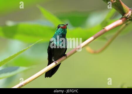 Kolibri Canivet Smaragd, Chlorostilbon Canivetii, auf einem Ast, Nicaragua Stockfoto